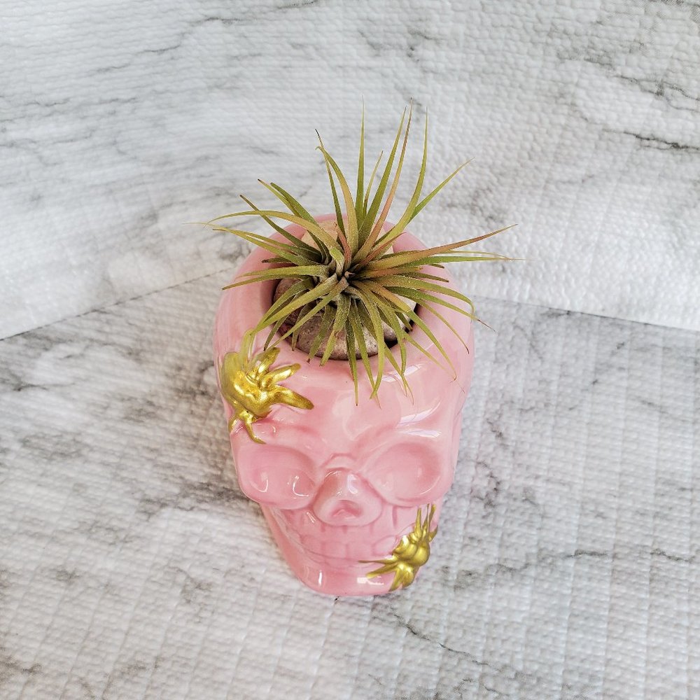 Skull with Air Plant, Ceramic Skull Planter, Pink Skull, Halloween, Day of Dead - Picture 3 of 5